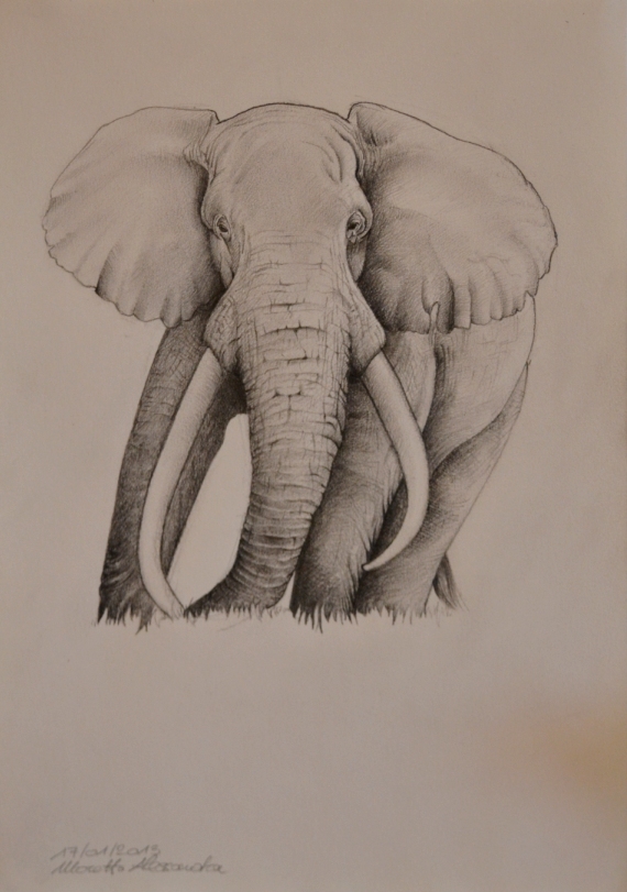 elefante